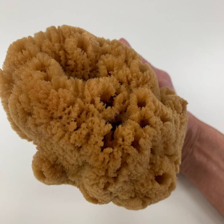 Extra Large Caribbean Silk Sponge