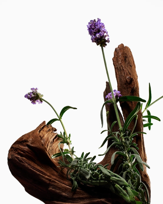 Hand Balm - Hinoki + Lavanda