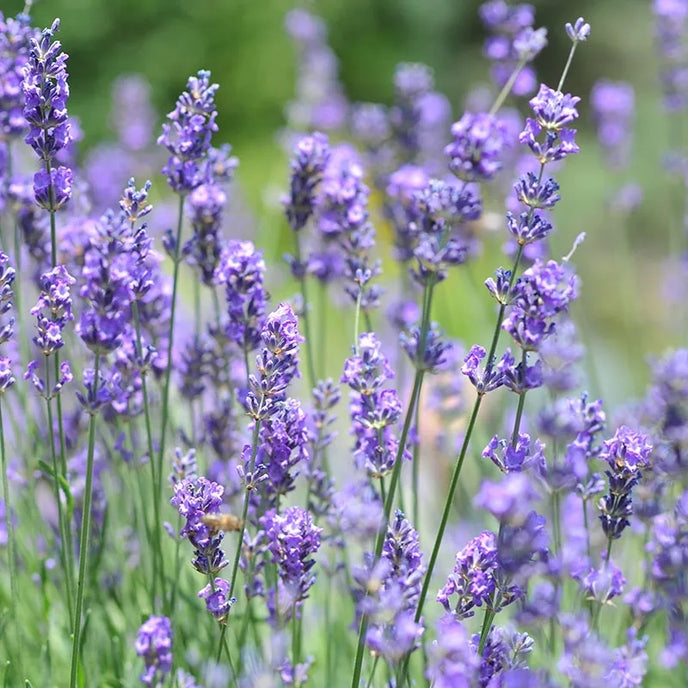 Vera Lavender Pollinator Garden Seeds
